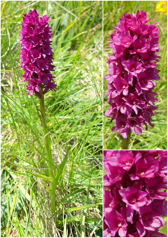 Una giornata a Valparola. Dactylorhiza, Nigritella e grandi montagne!